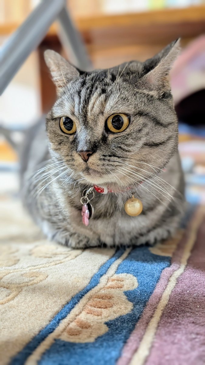 ねこさん⚡(ΦωΦ) (@catnap707) / Posts / X