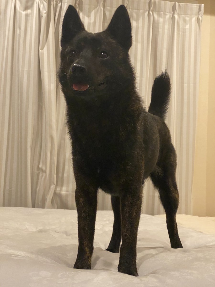 甲斐犬𓃢黒虎𓃡 (@kaiken_kurotora) / Posts / X