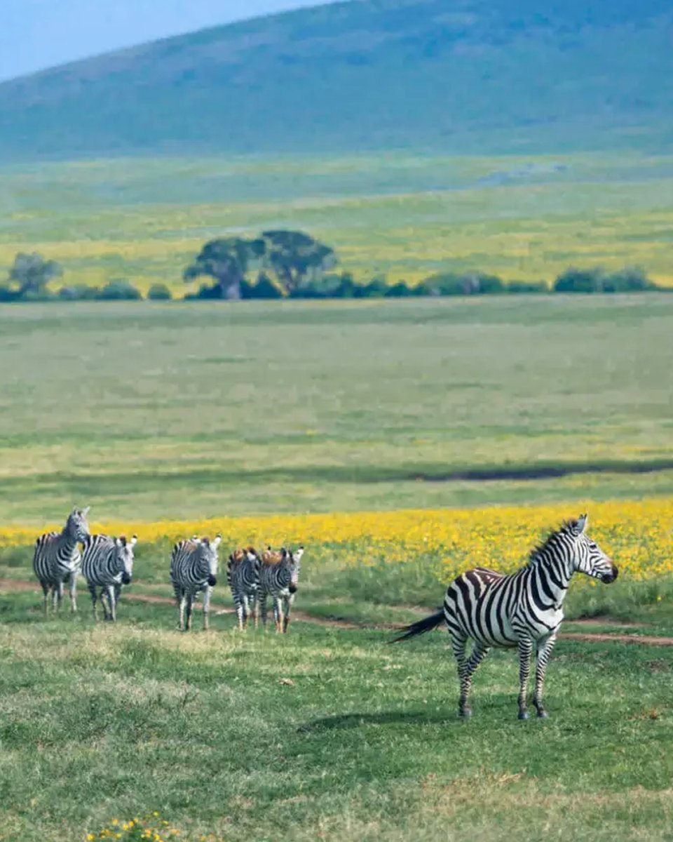 15 Days Northern Circuit Tanzania Safari and Southern Circuit Tanzania Safari!

𝗚𝗘𝗧 𝗔 𝗤𝗨𝗢𝗧𝗘 𝗙𝗥𝗢𝗠 𝗗𝗔𝗩 𝗦𝗔𝗙𝗔𝗥𝗜𝗦! 
📞+256-757795781
📩info@davsafaris.com
🌐davsafaris.com/tours/15-days-…

#ZanzibarTravelAdventure #ZanzibarHolidayPackage #DavSafaris
