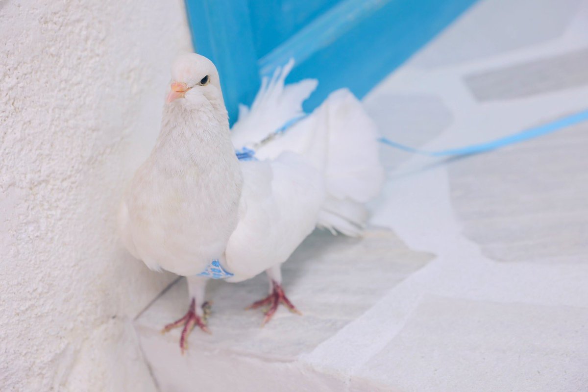 ポポチョロ🐦💨 (@1b4fc39ec9e04d3) / Posts / X