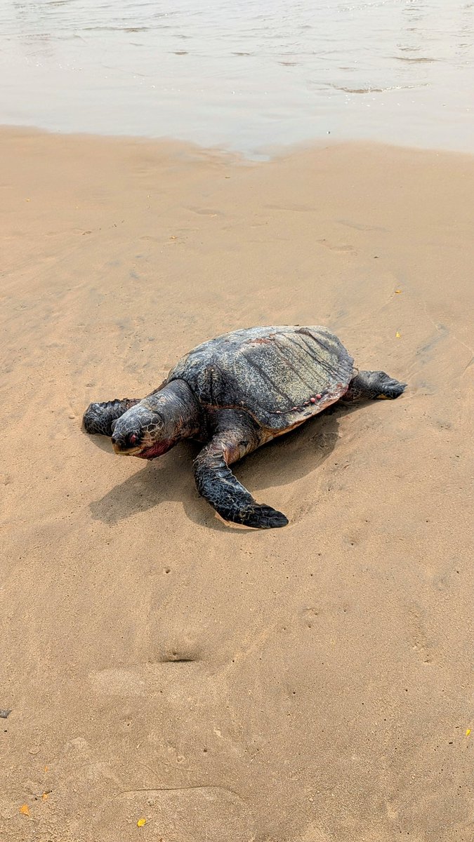 mbabu_i's tweet image. Don't Let Their Journey End: Conserve the Olive Ridley. 🐢
.
#Saveoliveridley #oliveridley