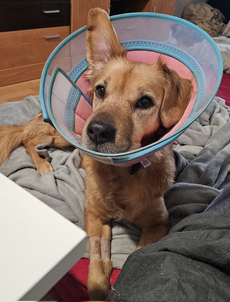 Hola!! Contaros que Cavita se está recuperando super bien, ya le han dicho en el vete que seguramente no necesite rehabilitación y que la ven estupenda, así que poquito a poquito a dar muchos paseos con ella y que vaya pillando ritmo de nuevo ❤️
Gracias de nuevo a todos ❤️