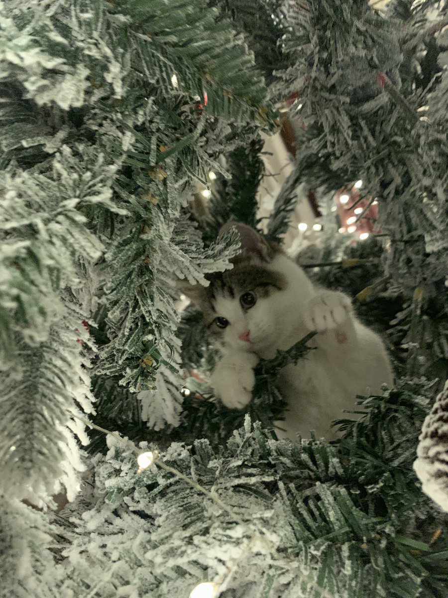 sizin də pişiyiniz yolkaya dırmaşır?