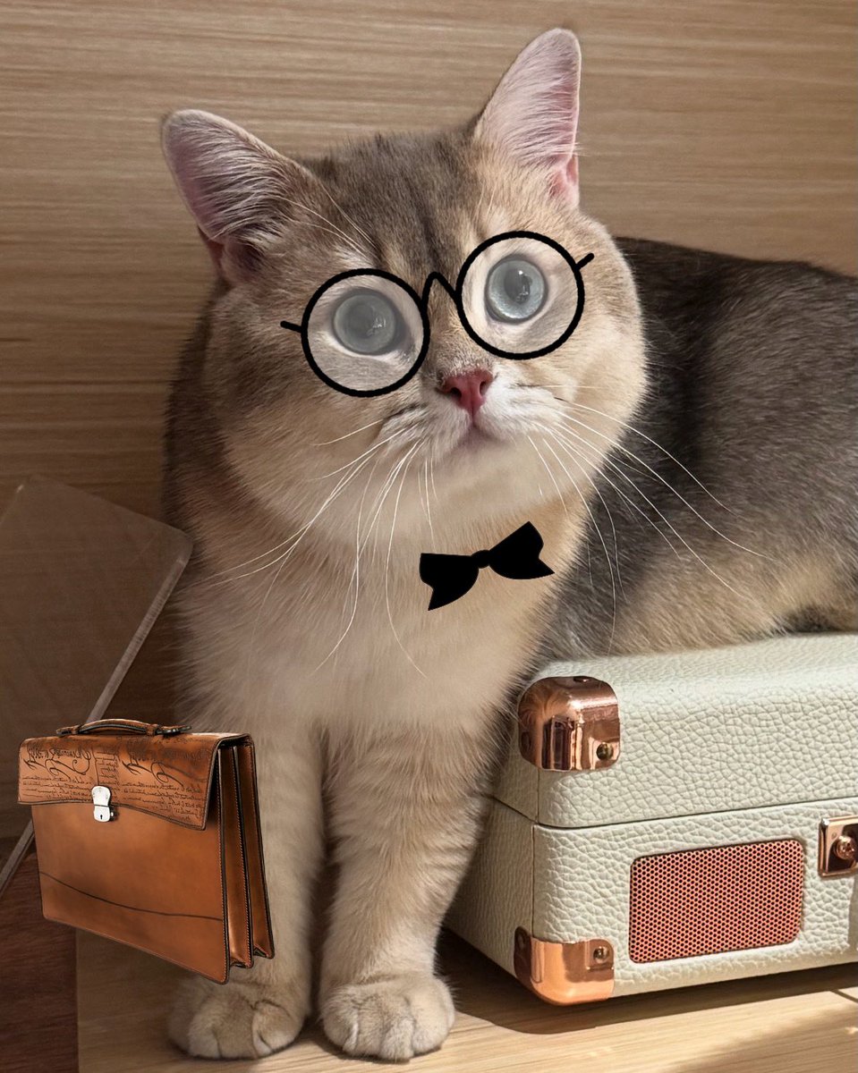 zhouivy53's tweet photo. Which one is for popo?
弟弟比较适合哪一个造型呢?
#letsvote
#cutecat https://t.co/rDrNwr5kxQ