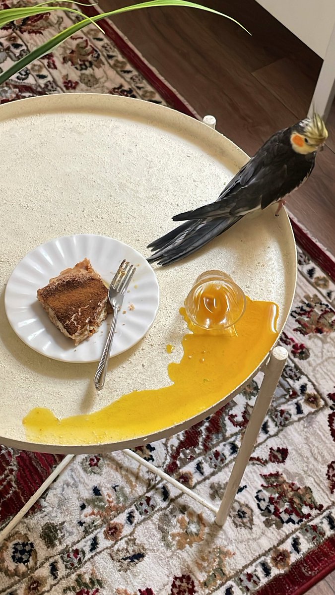 جالسه احاول اروق وروميو ماقصرر