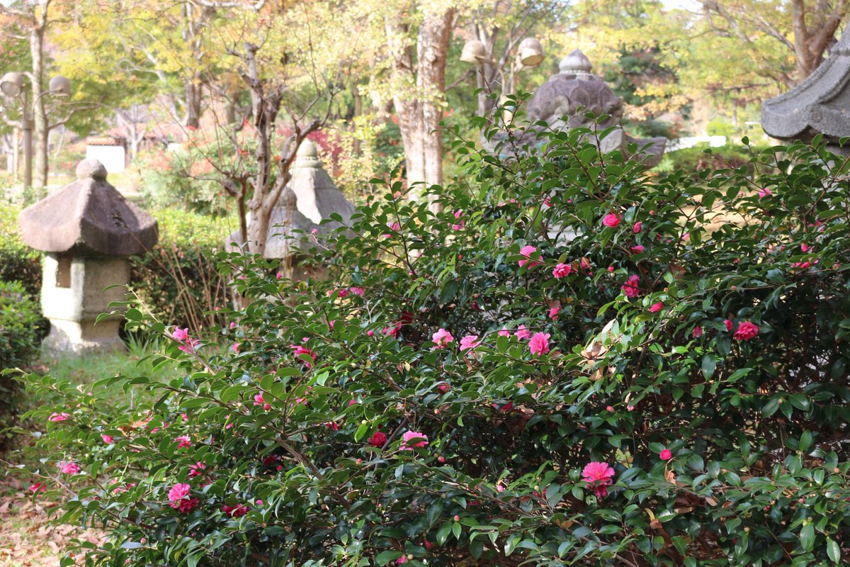 12/10開花・紅葉情報🍂
見頃
#メタセコイア📍緑地西橋 他
#モミジ📍政府苑跡 他
#バラ📍バラ園
#カンツバキ📍韓国庭園前芝生 他
#コウテイダリア📍バラ園南側
#ビオラ📍花の辻
 
咲きはじめ
#ジュウガツザクラ📍花の谷
 
詳細はこちら👇
tsurumi-ryokuchi.jp/flower/index.h…
#鶴見緑地 #紅葉 #開花情報