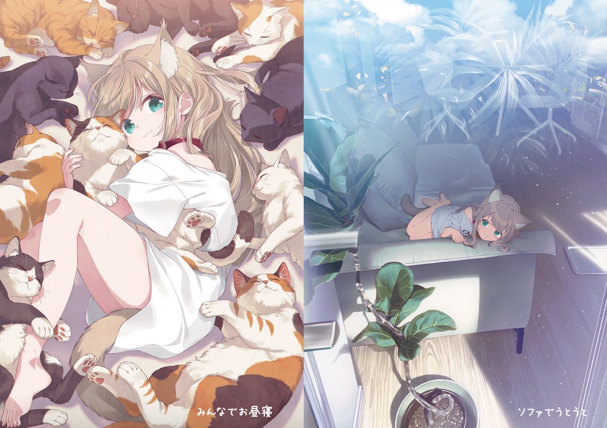 「『うちのねこが女の子でかわいい』の第7巻が出るよ٩( `ω' )و 今回もきなこ」|40原のイラスト