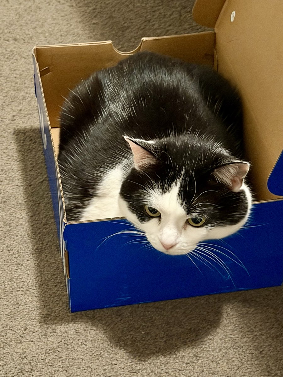 Haz new box furpals!