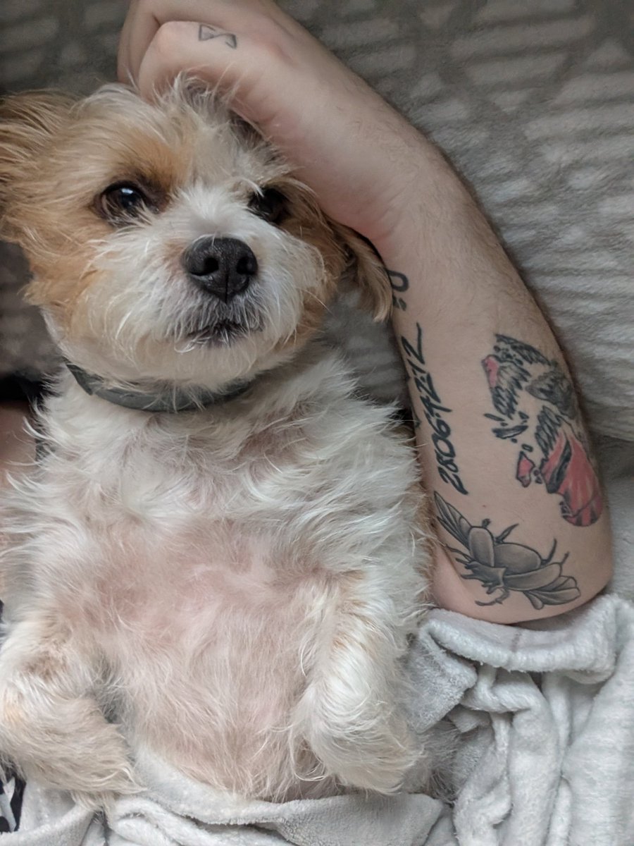 Vuelves de currar, está lloviendo y te vas a la cama con este bicho para las próximas 10 horas. God bless winter