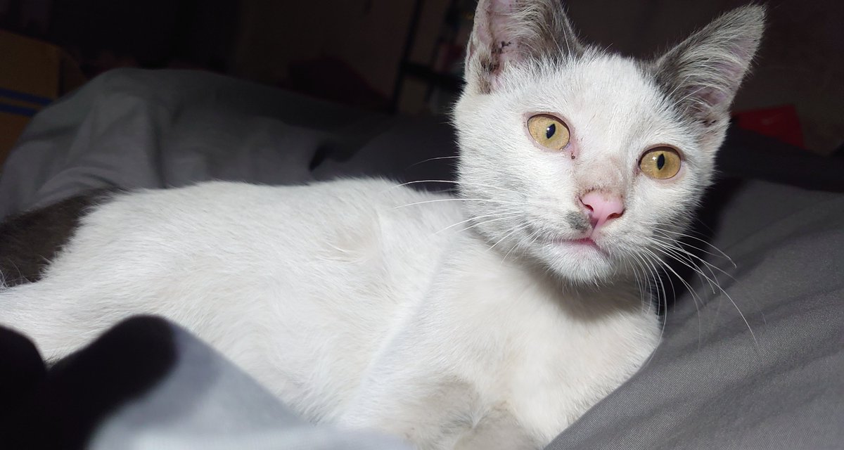 tadi pagi mau kerja kucingku ngejar mulu jadi kesiangan berangkatnya, pulang kerja dapat kabar dah mati 😭😭 ternyata jadi foto terakhir