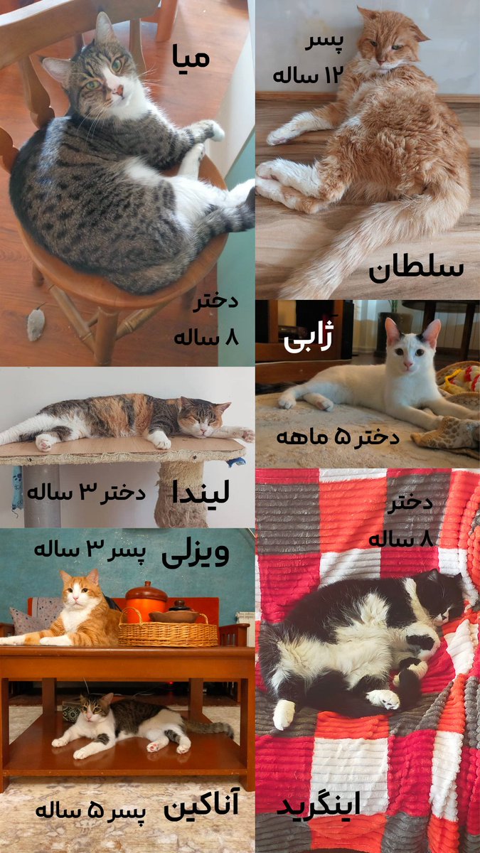 آدمیزادِ همۀ گربه‌ها tweet media