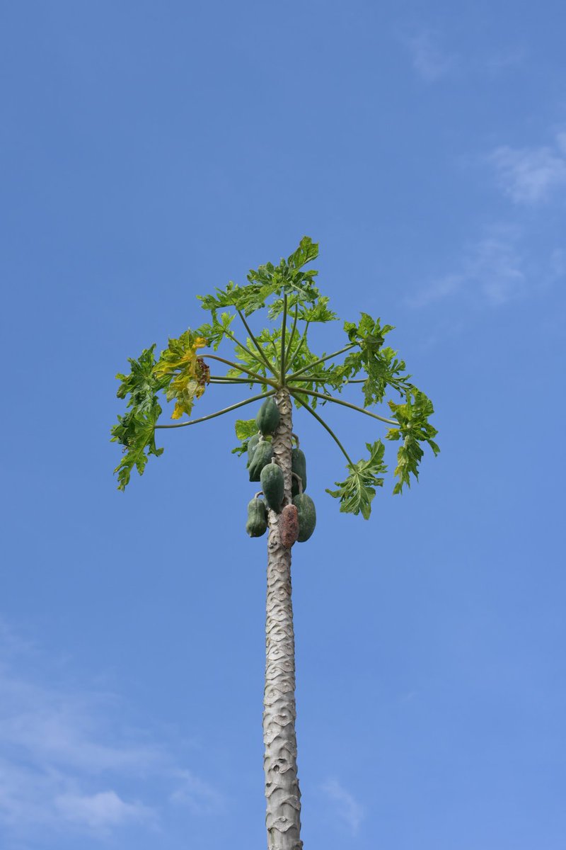 パパイヤと青空

#Sisaket