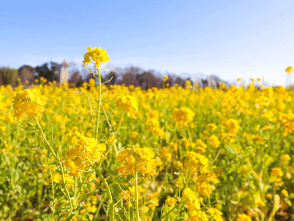 【コスプレイベント COSJOY】
大阪 ハーベストの丘
２/２１(土)・２/２２(日)

自然に囲まれた広大な敷地での撮影や
観覧車・ボートなどの遊具、動物とのふれあいも楽しめます🎡🐑
様々な飲食店もあります🍕☕️

菜の花の開花も予想されます🌼

comicon.co.jp/cosjoy/harvest…

#COSJOY
#コスジョイ