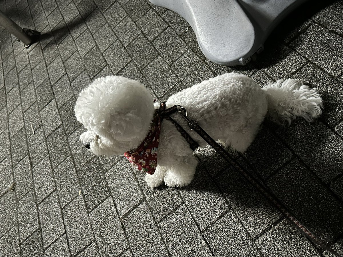 あんママ (@staygold_anzu) / Posts / X