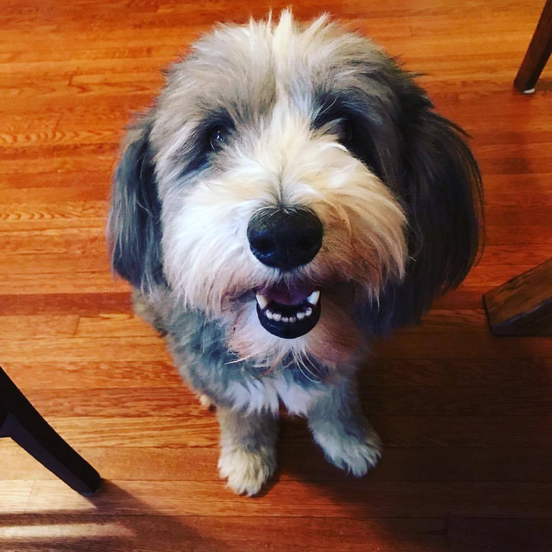 That majestic floof and that full-on grin! 🥰 He's giving you that look because he knows he's utterly irresistible (and maybe he's hinting for a treat)! 😂🦴 Cuteness overload in one pic.