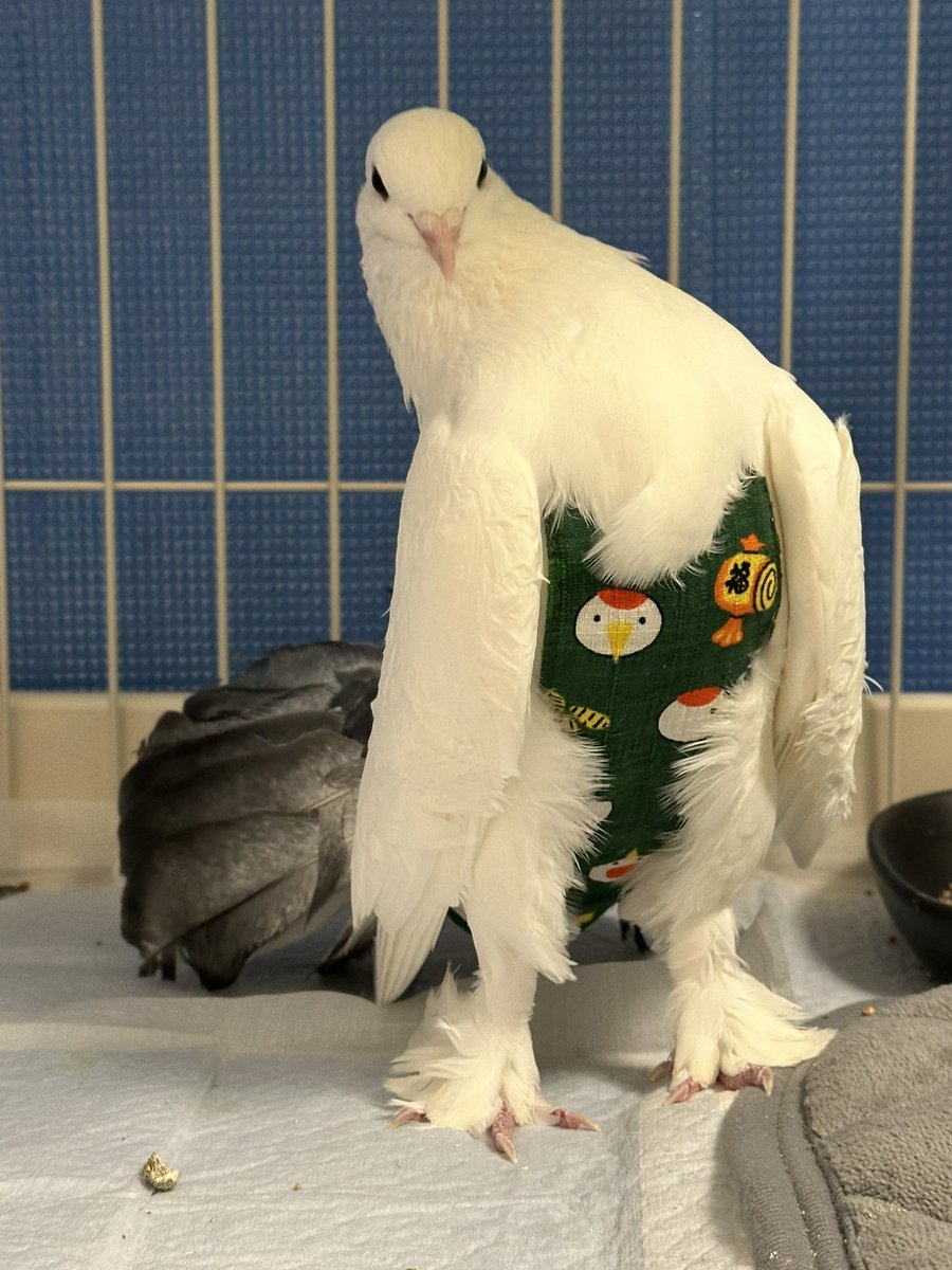 やーと。 (@ys_aviary) / Posts / X