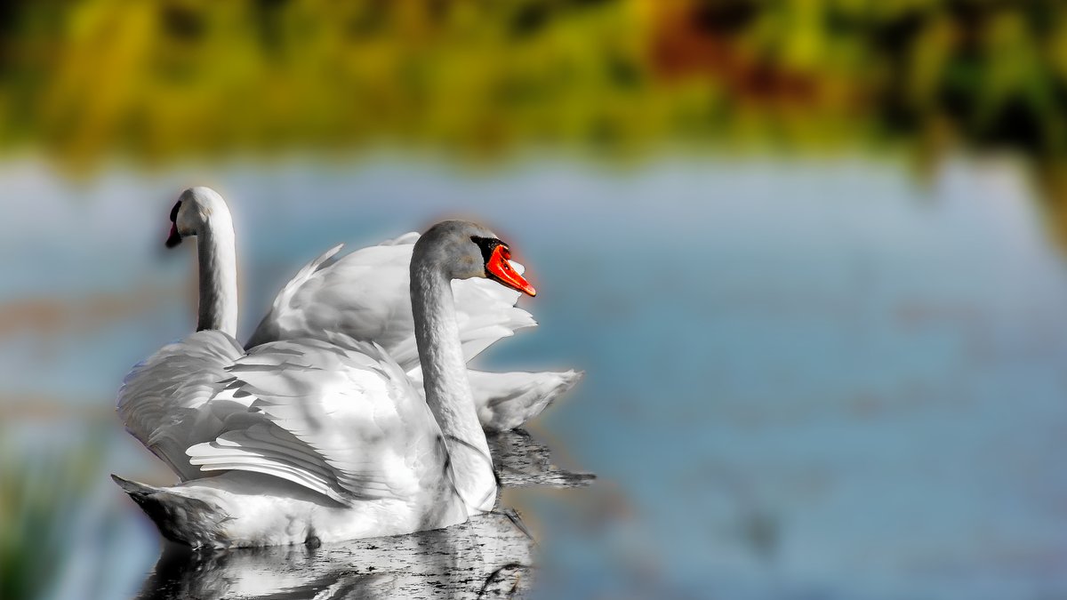 Z6Focus's tweet image. picfee.com/nl/fotograaf/Z…