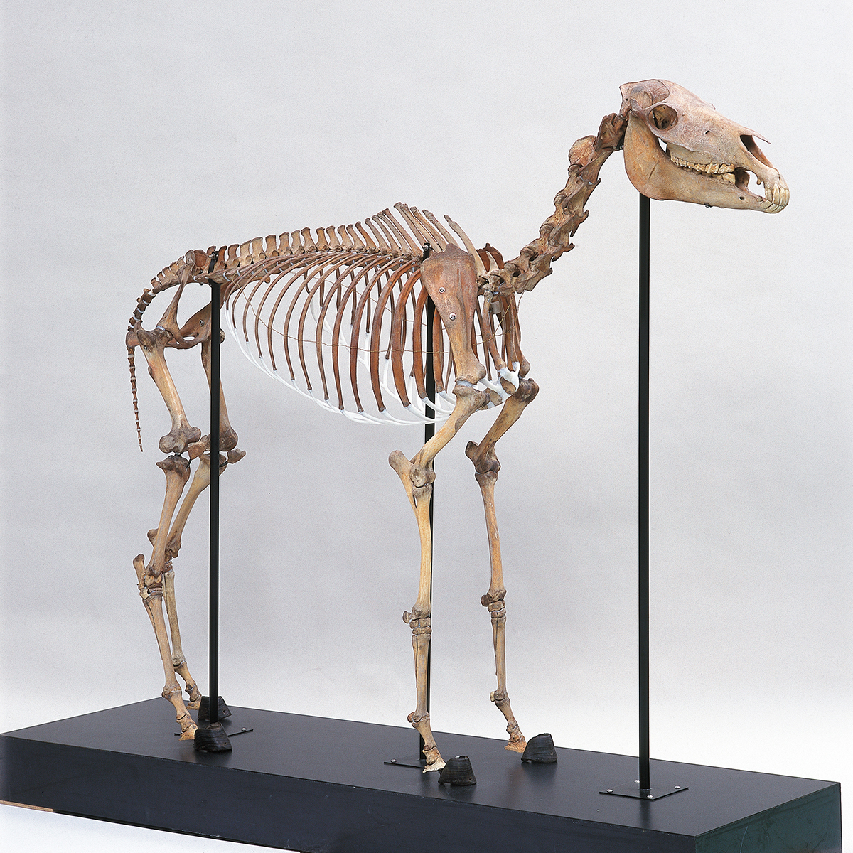 干支コレ 作品紹介】#島根大学総合博物館アシカル《オキウマ骨格標本