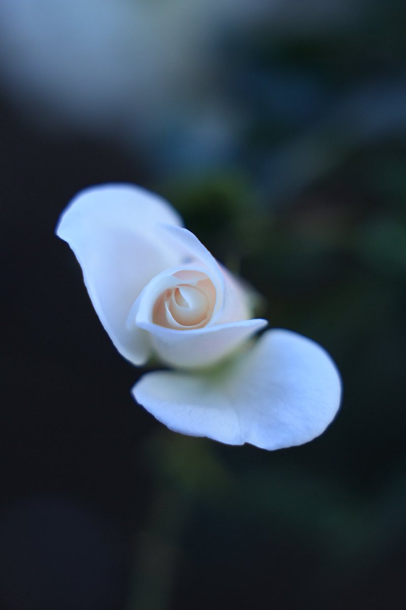 アリス (@alice8944) / Posts / X