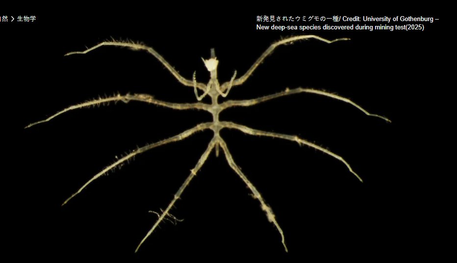 《レアアース（金属資源）の採掘で続々と発見される新種の生物たち》

メキシコとハワイの間に広がる「クラリオン・クリッパートン断裂帯（CCZ）」と呼ばれる深海平原。
もうひとつの地球ともいえる水深4000ｍの世界。
光が一切届かず、1年で堆積物が0.001㎜しか積もらないほどの超貧栄養環境。