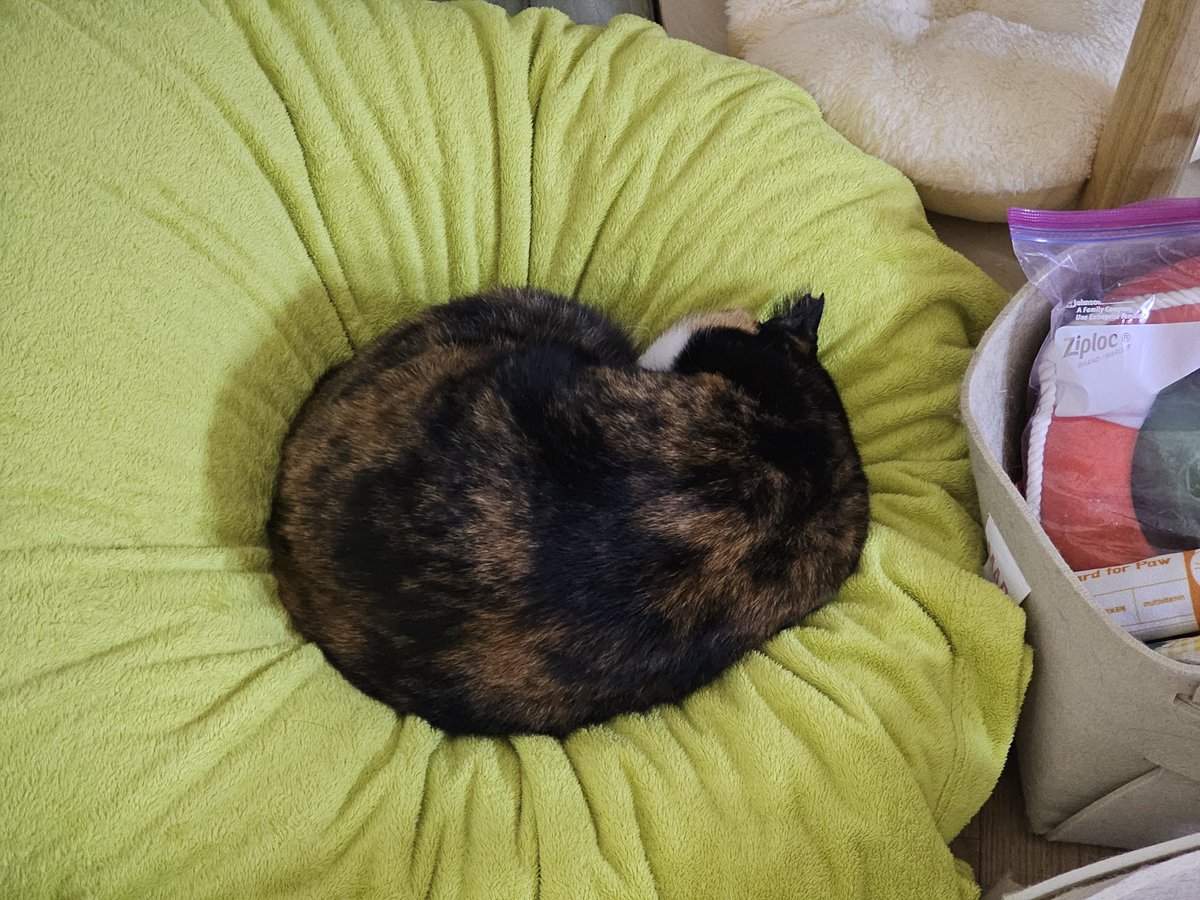 우리 강낭콩 전하