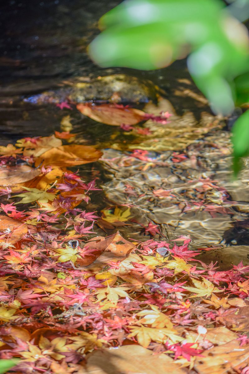 harerukitto's tweet image. #写真好きな人と繋がりたい #ファインダー越しの私の世界 #キリトリセカイ
水に紅
