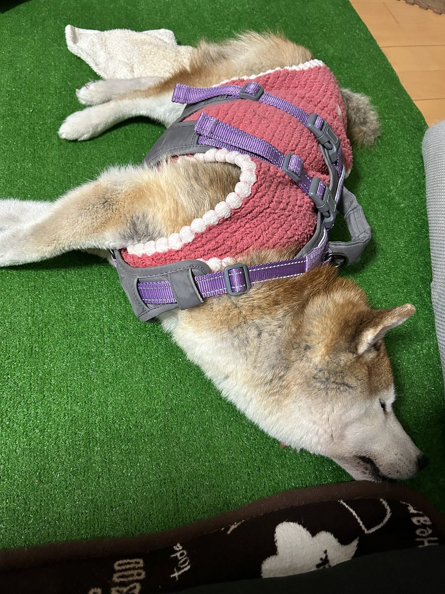 104aki (@shibaichigo) / Posts / X