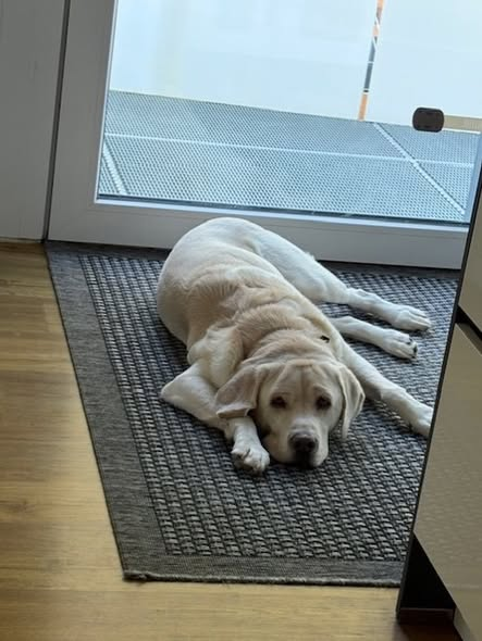 Zu Hause gesucht!
Tierschutzverein Biberach Kopie:
Text stammt vom Besitzer, er befindet sich nicht im Tierheim. Rio darf bei seiner jetzigen Familie gerne besucht und kennen gelernt werden.
Rio ist ein 5 Jahre alter, reinrassiger, gechipter, kastrierter Labrador .
Er ist ein