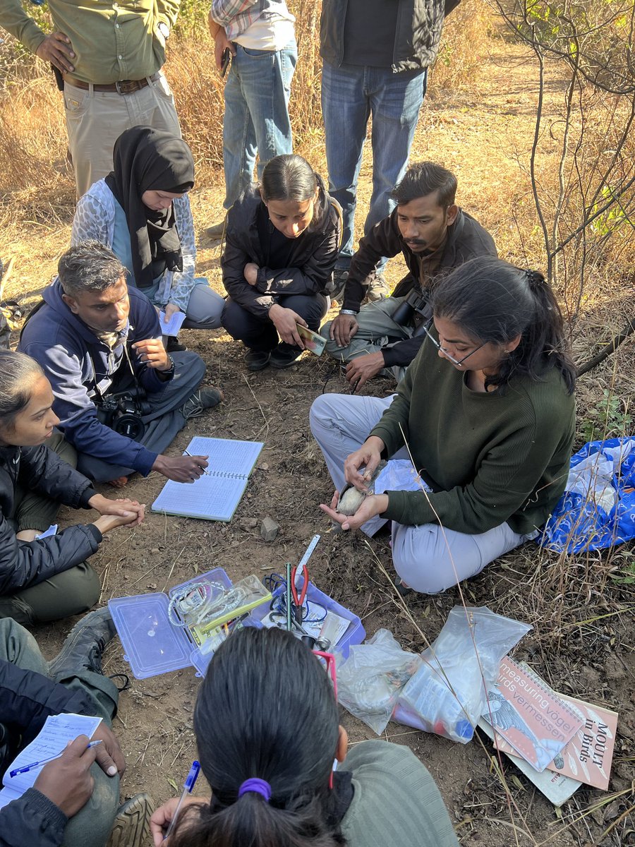 NcbsMp's tweet photo. Favourite part of the day10 of field techniques in ecology course - mist netting.  

Dr Farah Ishtiaq teaching bird handling for tagging, measuring morphological attributes, population health and ecology.
#fieldcourse #satpuratigerreserve @NCBS_Bangalore #ncbs #ornithology https://t.co/eaOLSCRK4g