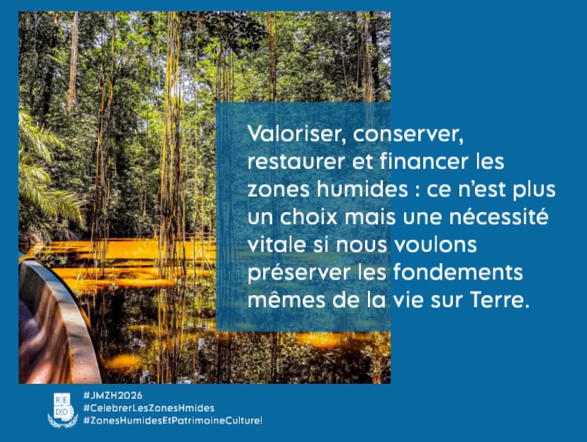 ONG_REDD's tweet photo. Nurseries et support pour la pêche, les mangroves servent de nurseries pour de nombreuses espèces commerciales ; leur présence augmente les captures locales et la productivité des pêcheries côtières et fluviales.

@RamsarConv | @MumbaMusondam | @AfricellRDCongo

#JMZH2026 https://t.co/L8HrmQTxmx