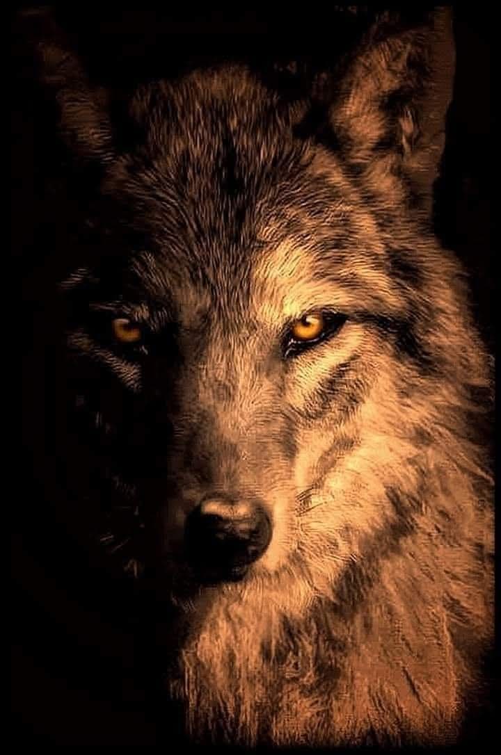 AdeaClaude's tweet image. "Le loup ne tue jamais pour le plaisir, ce qui est probablement l’une des principales différences qui le distingue de l’homme".

Farley Mowat