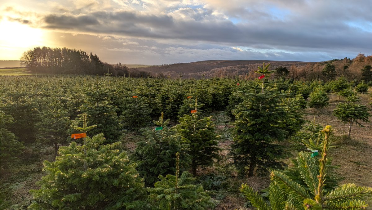 @GrowMeTrees tweet media