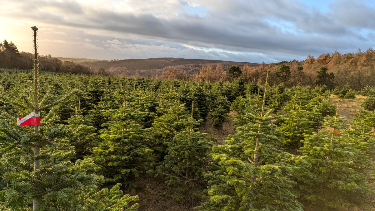 @GrowMeTrees tweet media