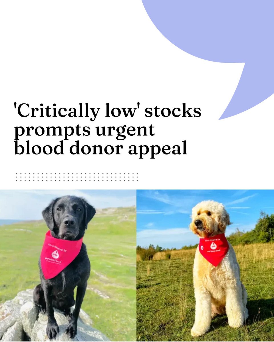 VN Times tweet media