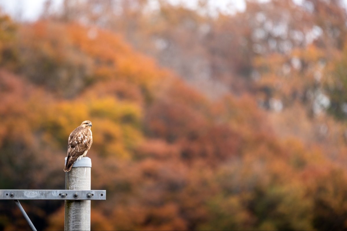 色づく森とノスリ
#ノスリ #野鳥撮影 #SonyAlpha