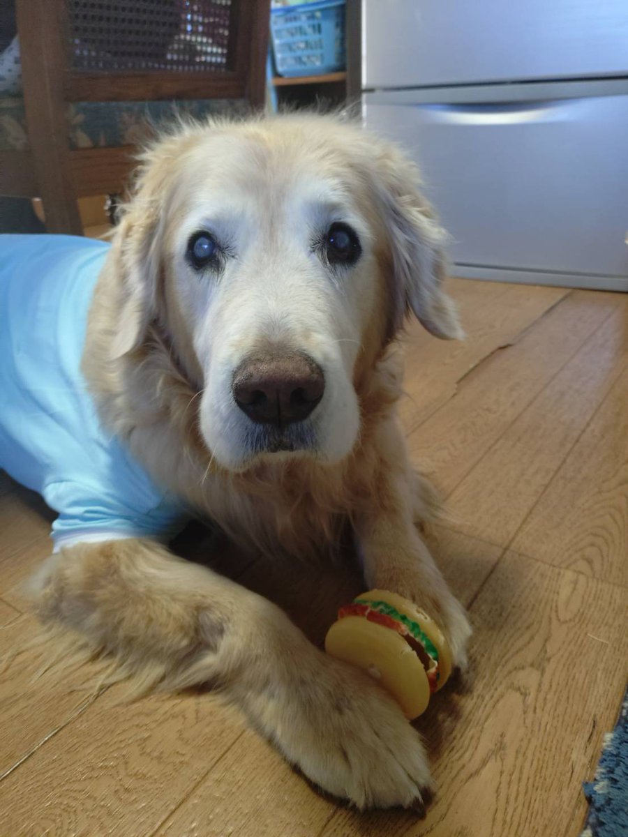 レトリバーページ あっまた冷蔵庫の前😋 #ゴールデンレトリバー