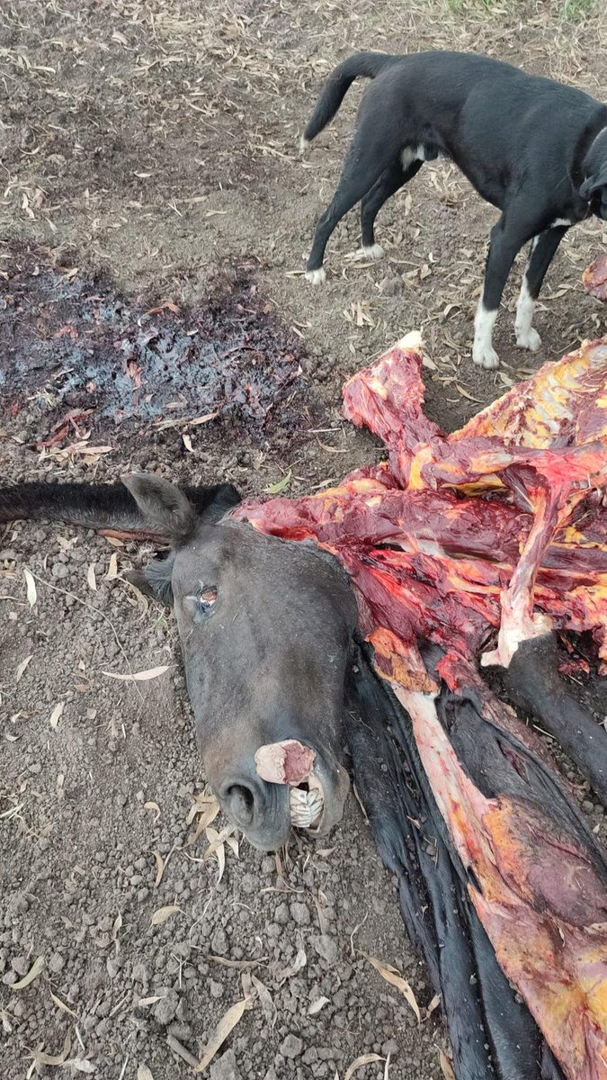 Faenaron el caballo con el que Miguel Cotto de Sarandí del Yí con Eduardo Abreu recorrió las 19 capitales entre el 20 de febrero y el 28 de abril de 2015. Se llamaba Quebracho, tatuaje 280 Criollo de Gallero que Waldemar Carreño le prestó. Fue en depto de Canelones.