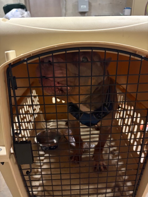 SouthOrangePD's tweet image. LOST DOG
A pit bull–type dog was found in South Orange near Grove Rd &amp;amp; Irving Ave on 12/9/2025 at 7:36 PM. The dog has been taken in by Animal Control Solutions for safekeeping.
If this is your dog, please contact Animal Control Solutions at 908-722-1271.