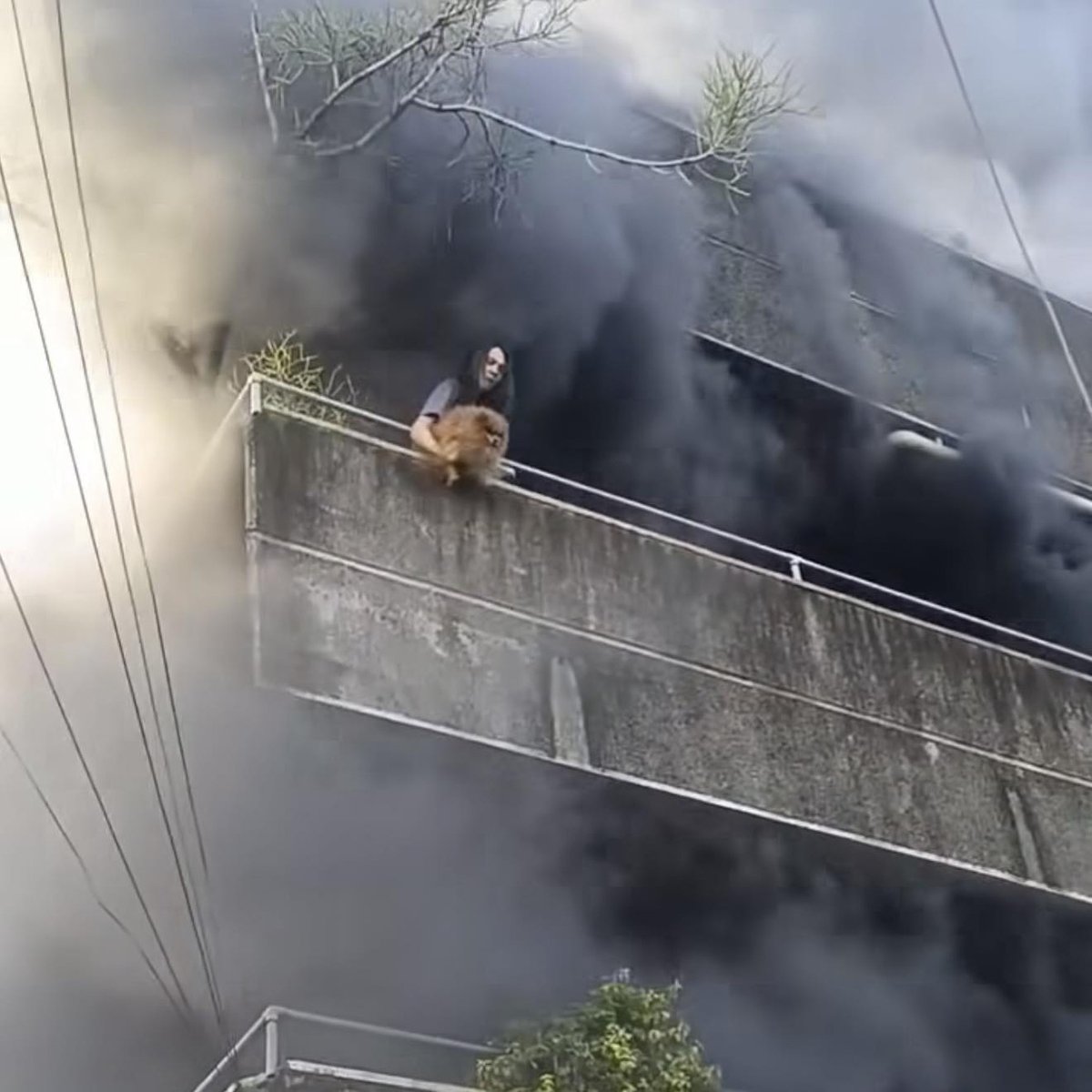 The Dalbo Dog tweet media