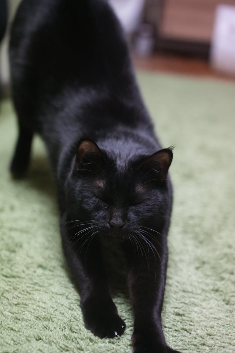 帰ってくるの待ってたよ〜！の伸び #猫 #黒猫