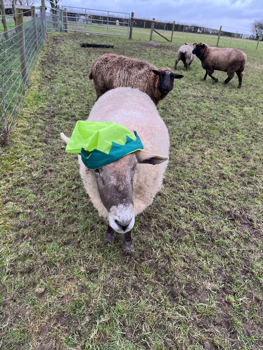 Amelia Trust Care Farm tweet media