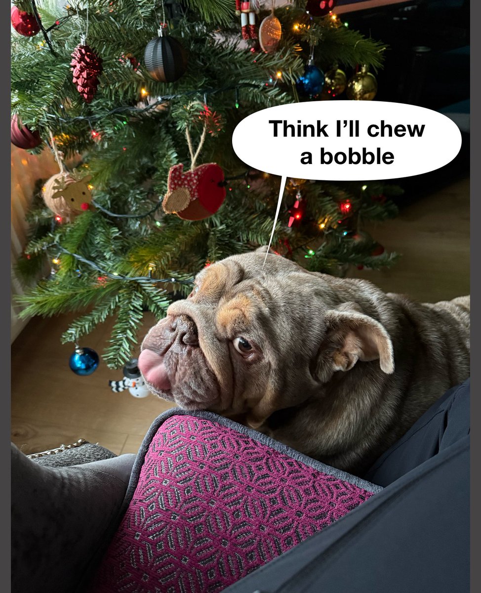 I dont think so 😡 #Bulldog #Britishbulldog