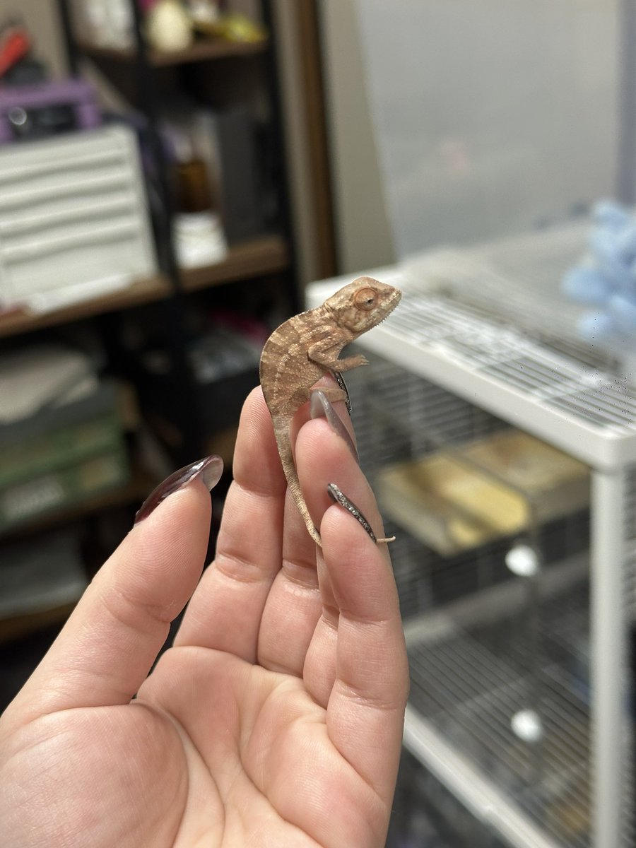 ヒ*ロ様 ☘️ スペシャルイベント☘️ラスト2☘️371 ❤️超希少【カメレオン カメレオン