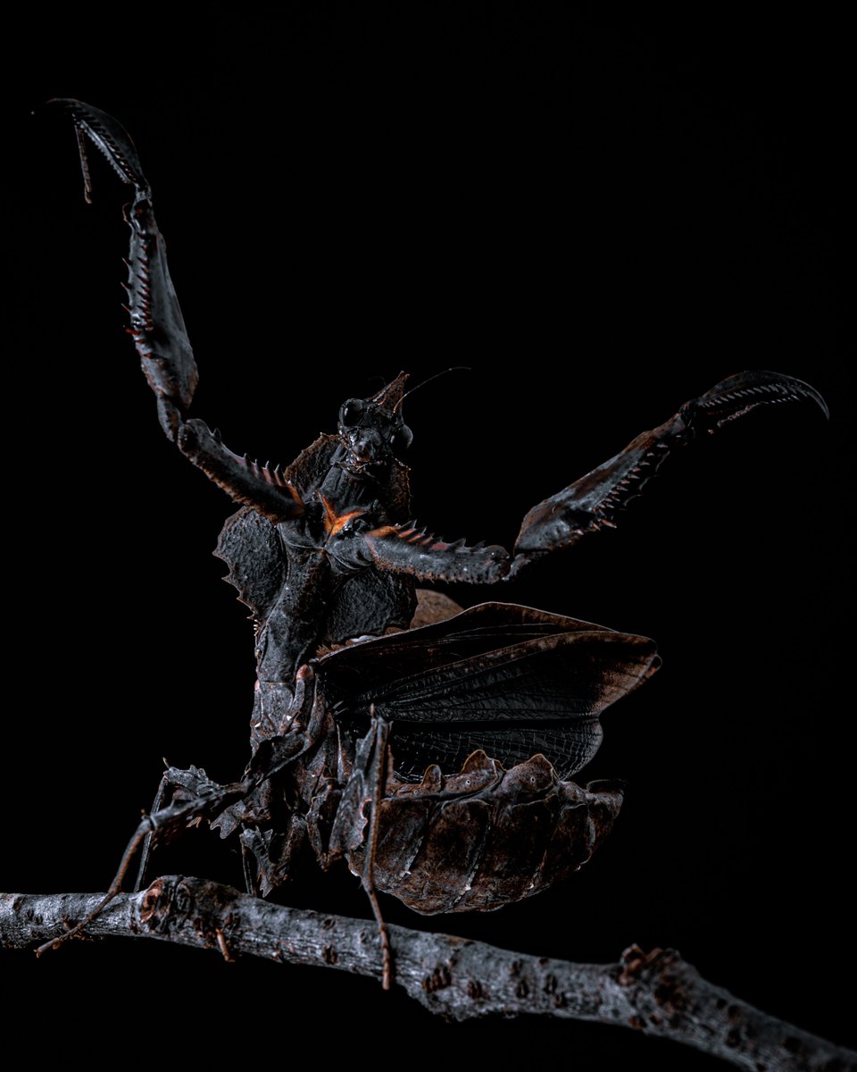 ちなみにインスタ一番人気はマオウカレハカマキリ。