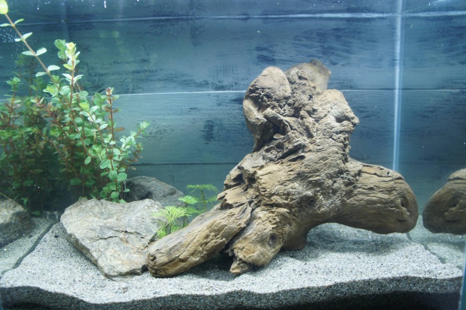 専用 ソウルさんご相談ページ 流木 流木