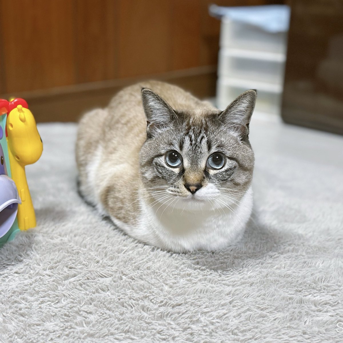 天使👼こめ (@0818kome) / Posts / X