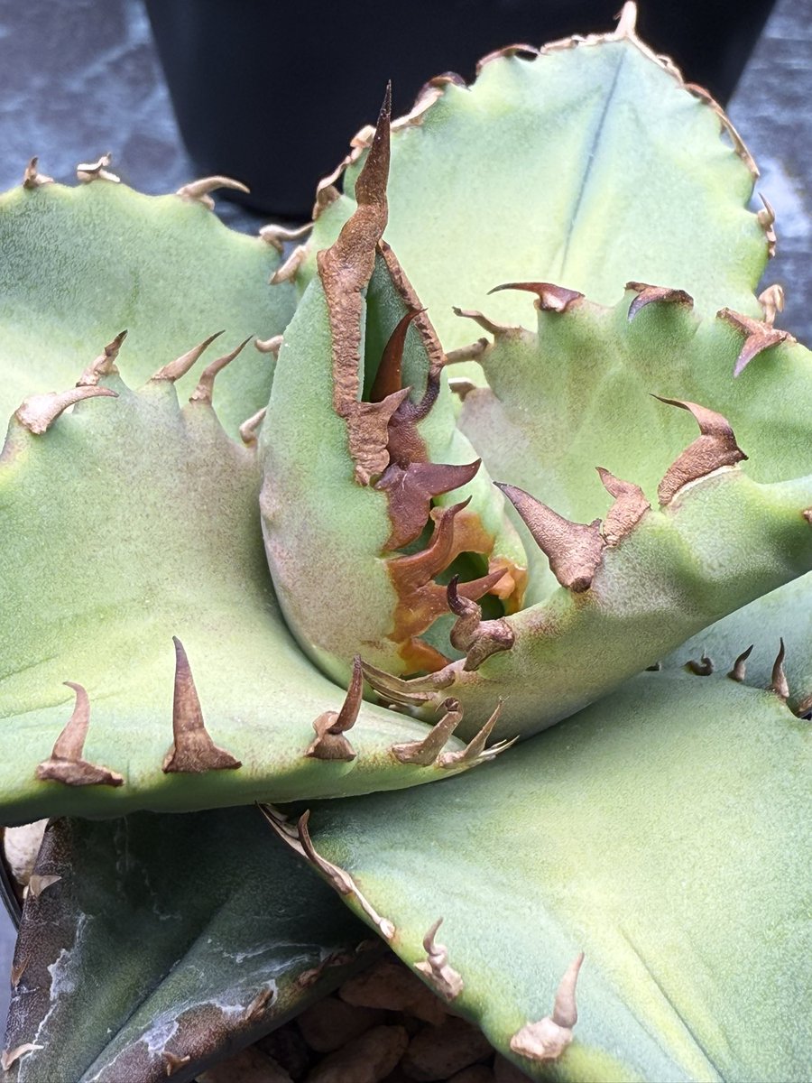 レオ✵ 楽天市場】アゾン 1／6アイリスコレクトプチ Leo（レオ）～Tender