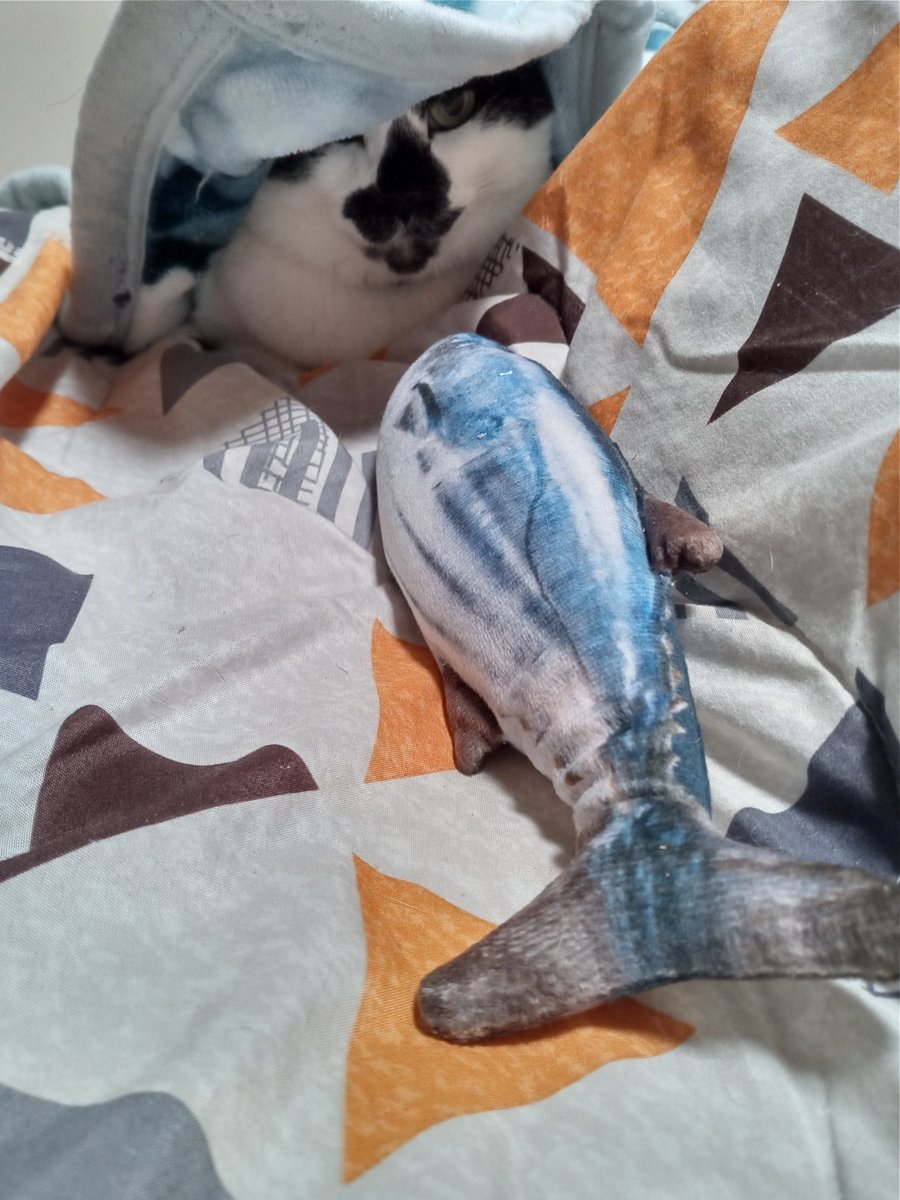 今日のネコ(=^・^=)