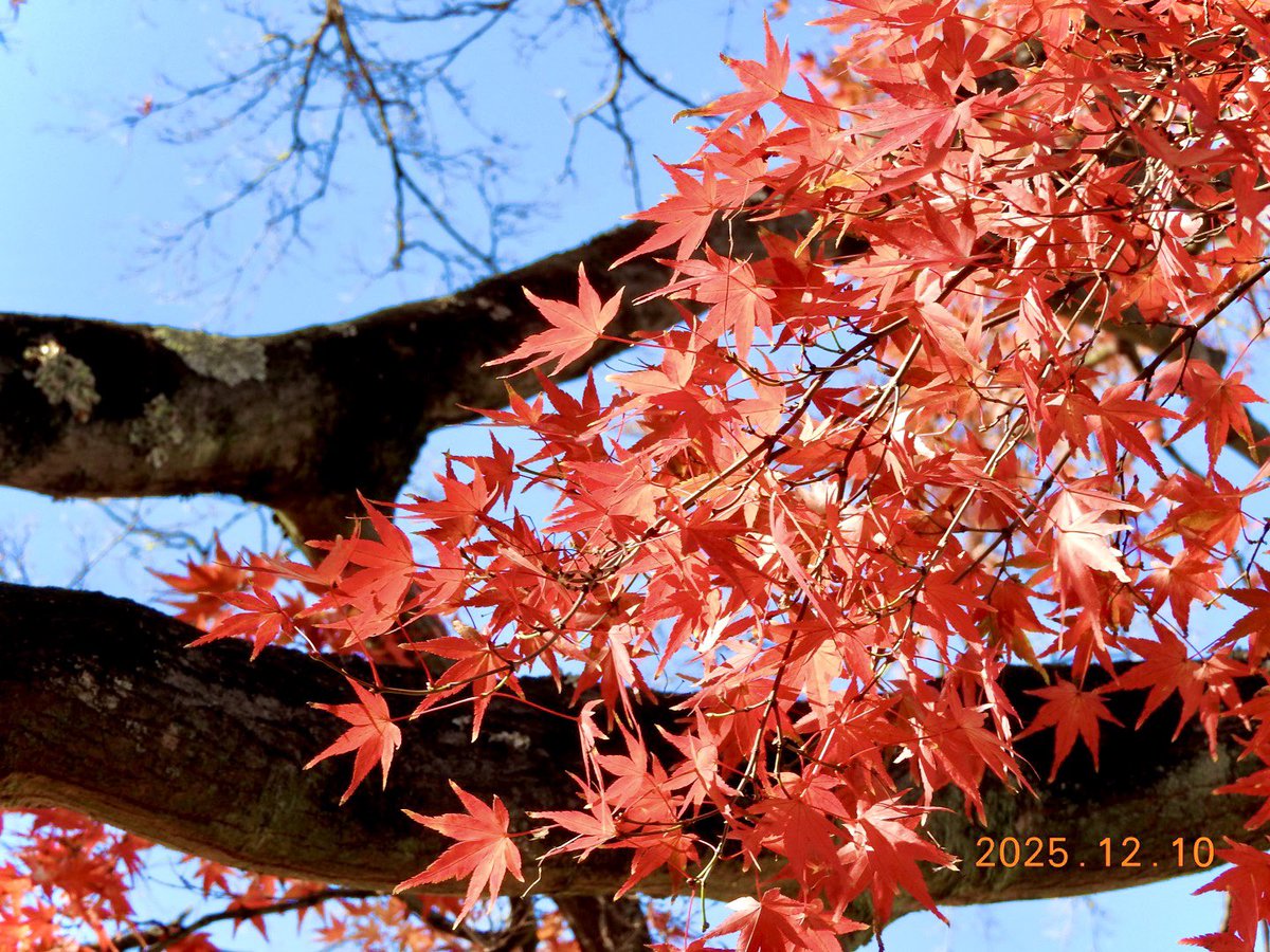 rir4649's tweet photo. カメ活！寒いね〜
ﾓｯﾄ上手く撮れるようになりたい🫠
 #カメ活  #紅葉🍁  #秋  #もみじ https://t.co/ewrKNwqPTl