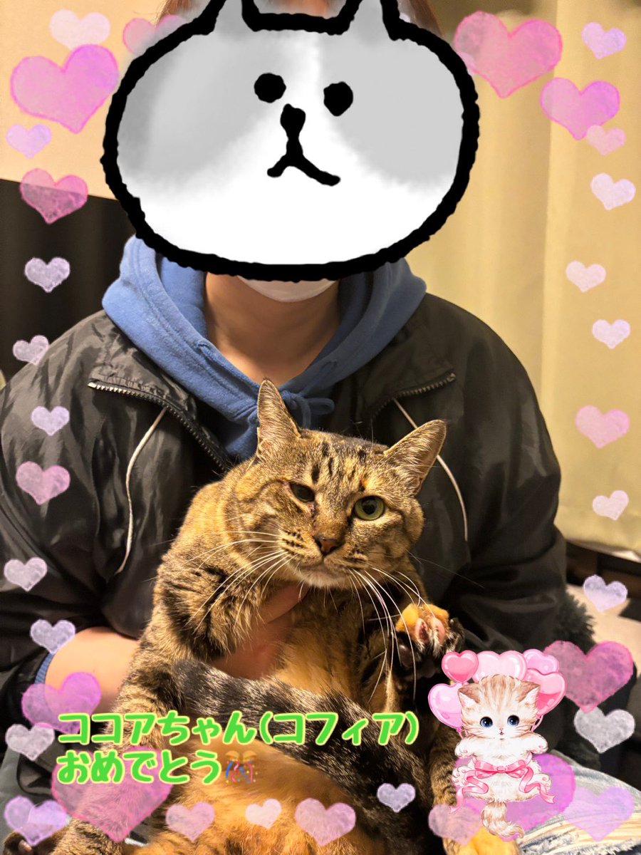 保護猫ちゃん お幸せに ご報告があります - YouTube